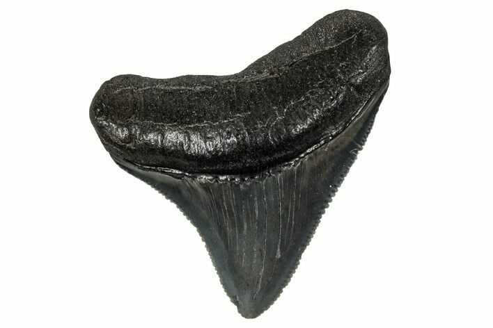 Serrated, Juvenile Megalodon Tooth - South Carolina #340482